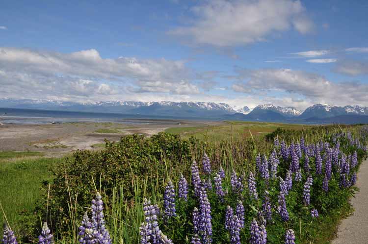 lupine